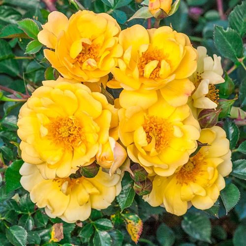 Talajtakaró rózsa - Rózsa - Sunshine Happy Trails® - Online rózsa rendelés